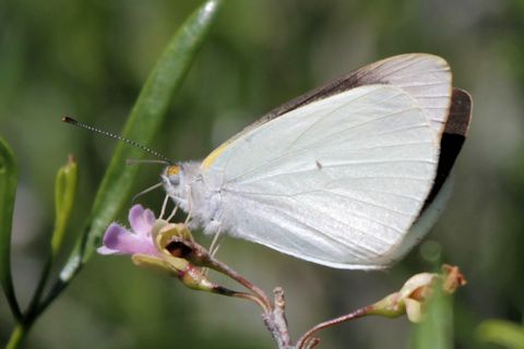 Narrow-winged Pearl White (Elodina padusa)